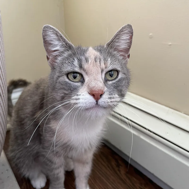 A baby medium-sized female Calico Dilute Calico cat named Milly for adoption in Bayside, NY