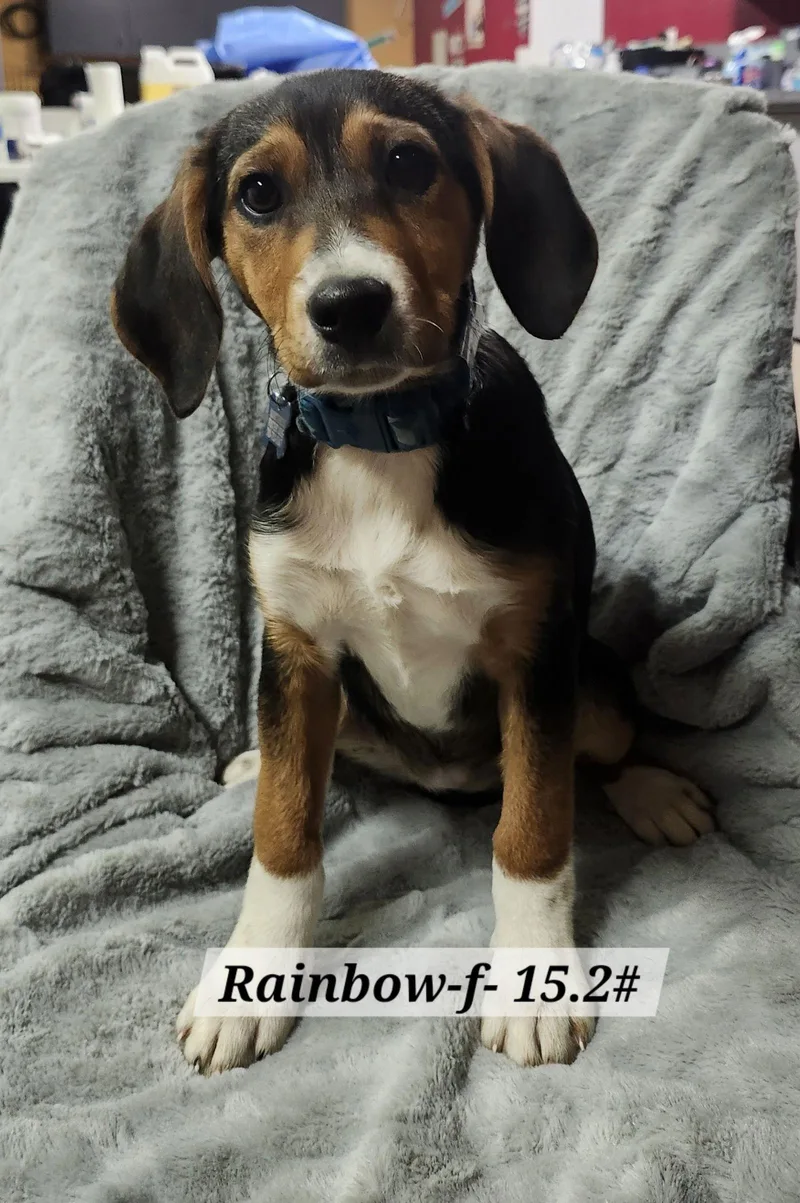 A baby medium-sized female Hound dog named Rainbow for adoption in Hillside, IL