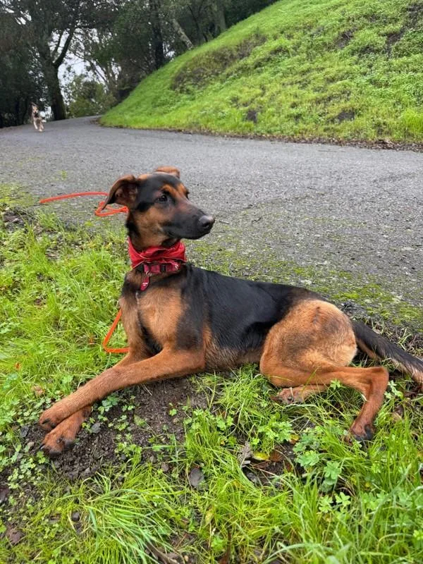 Charlotte thumbnail 3