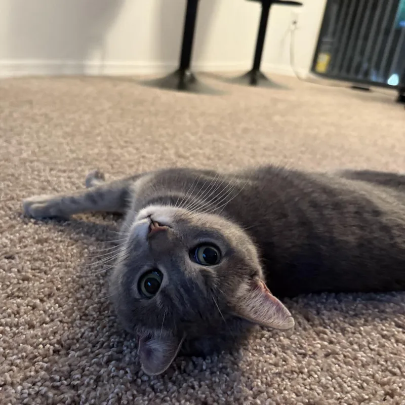 Little Guy thumbnail 3