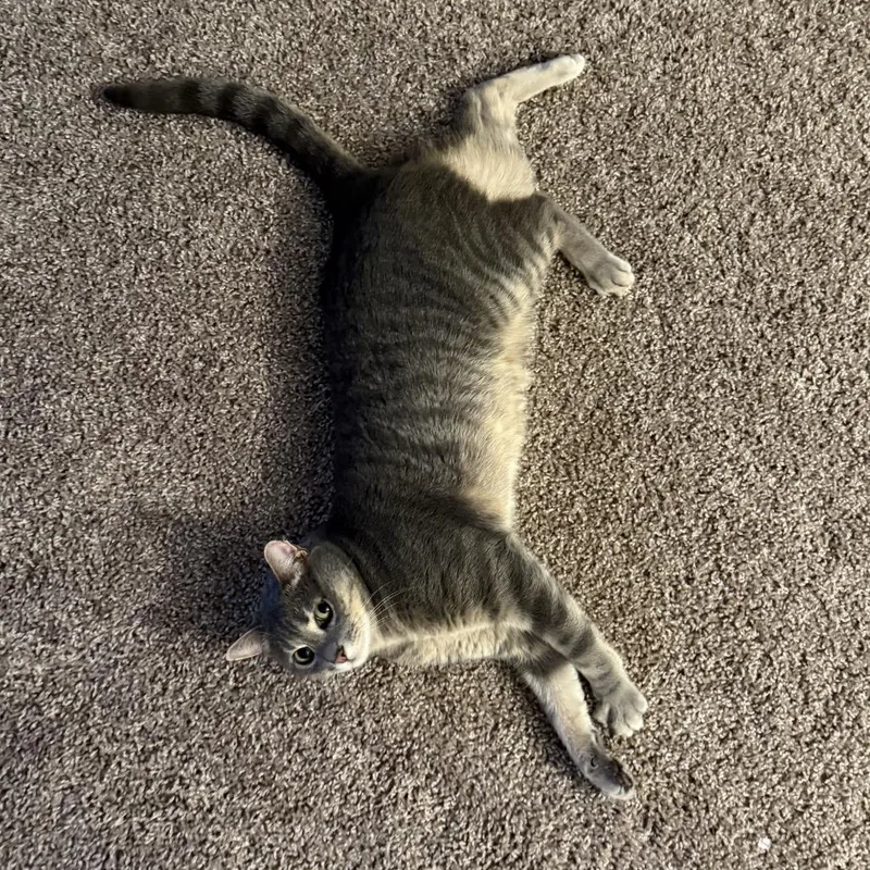 Little Guy thumbnail 4