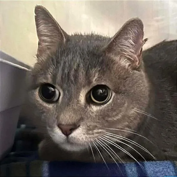 Little Guy thumbnail 5