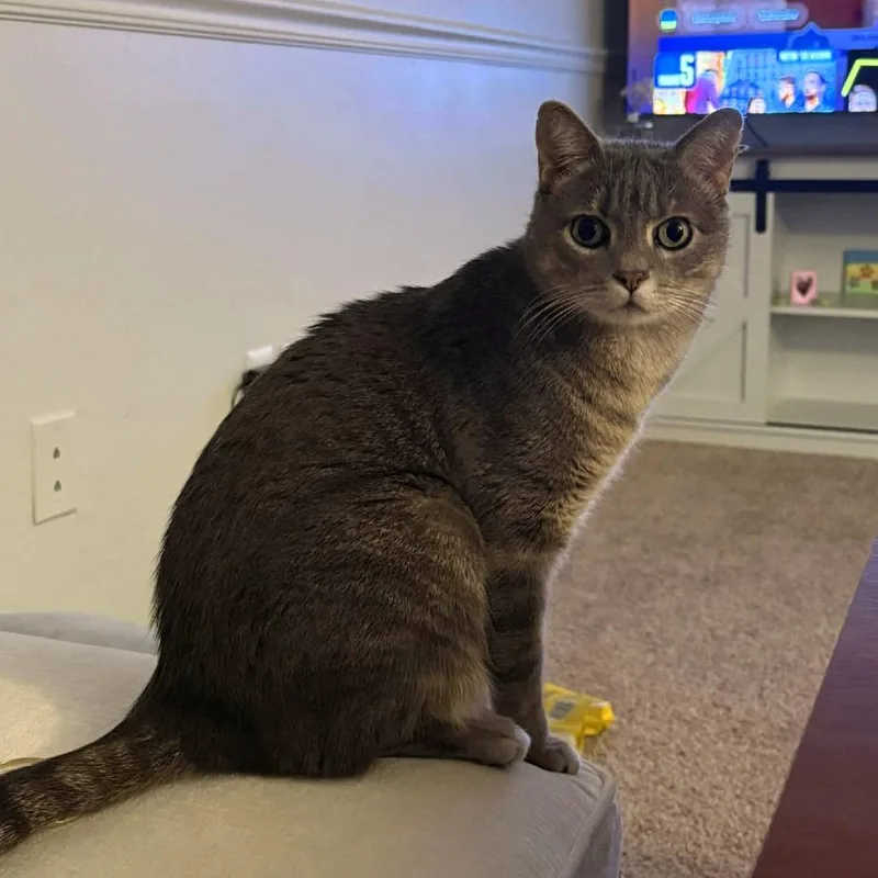 Little Guy thumbnail 6