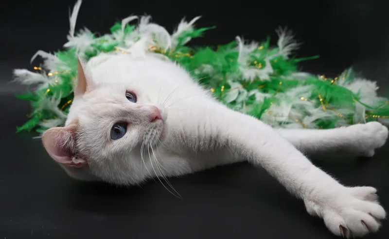 Snow White thumbnail 2