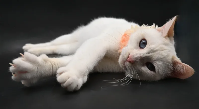 Snow White thumbnail 3