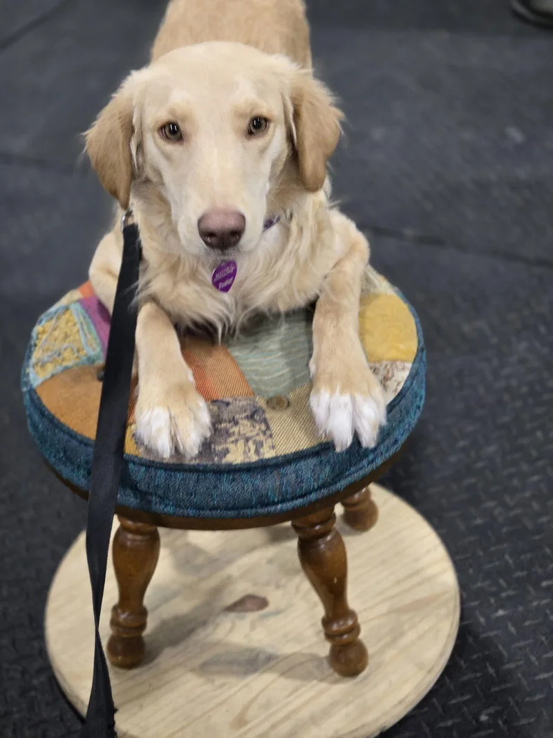 Honeysuckle thumbnail 3