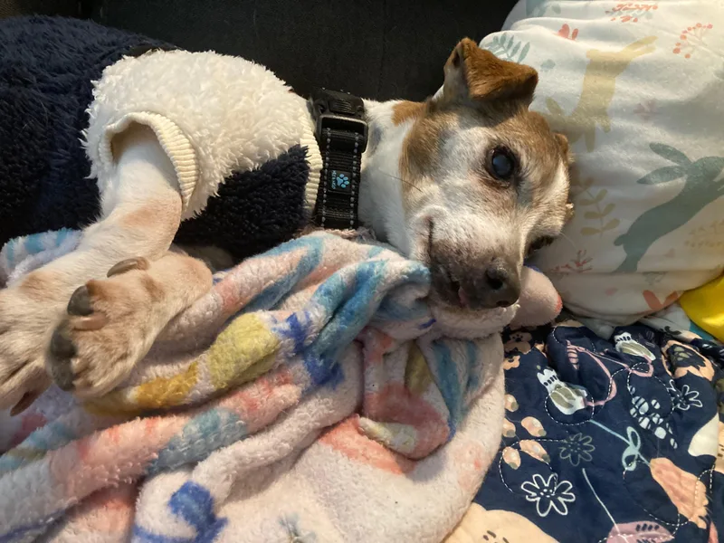 Freddy D thumbnail 2