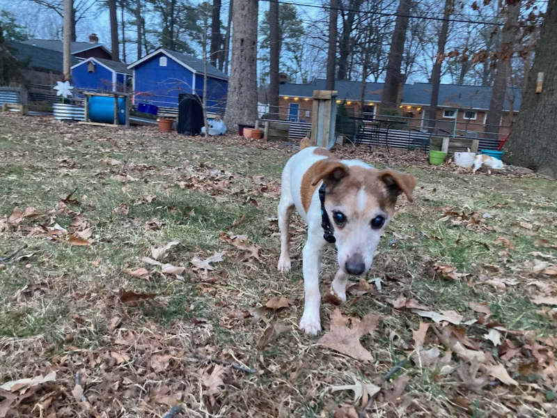 Freddy D thumbnail 3