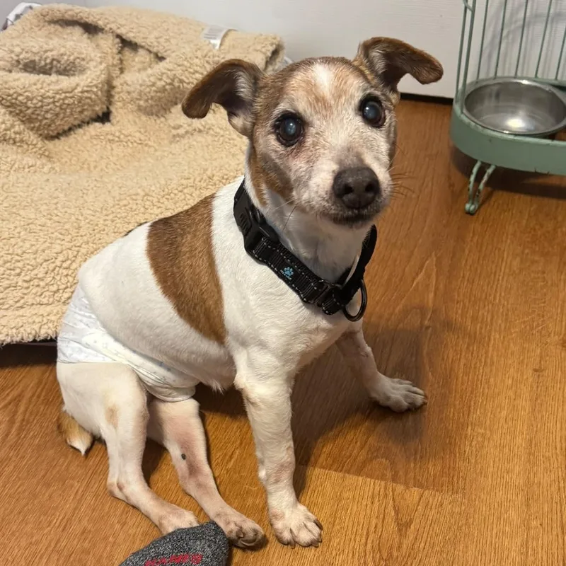 Freddy D thumbnail 4