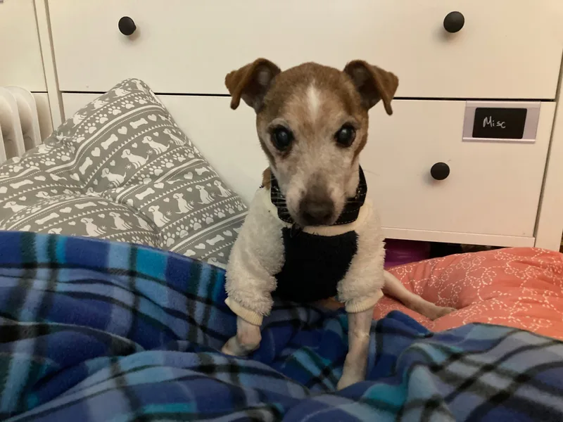 Freddy D thumbnail 5