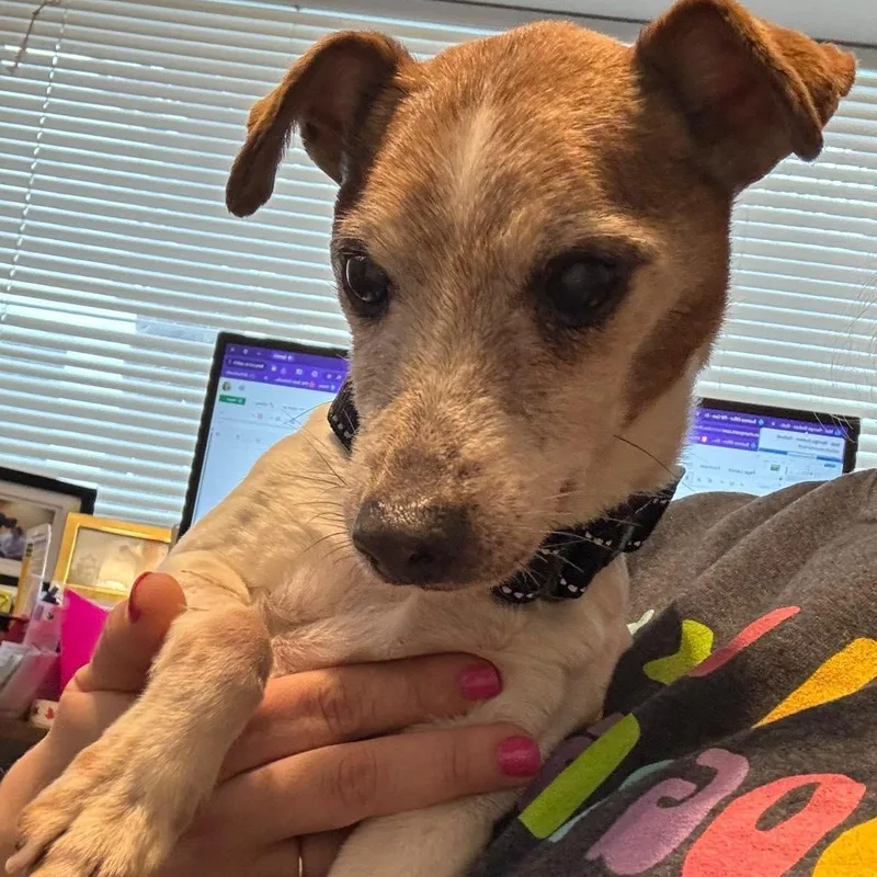 Freddy D thumbnail 6