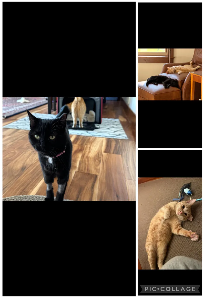 Violet And Virginia thumbnail 2