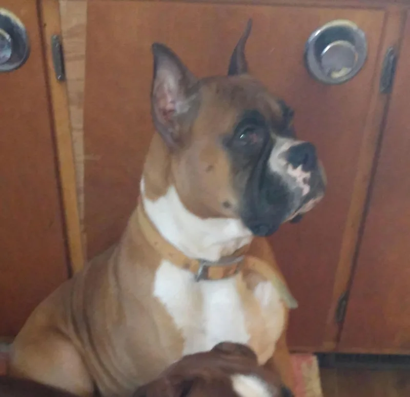 Nina Bonded To Hannah thumbnail 2