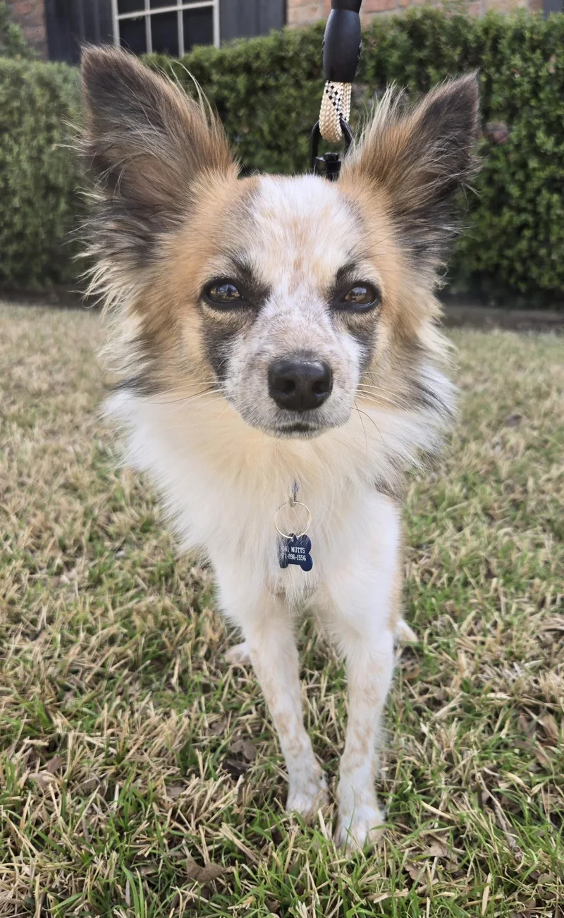 A young small-sized male Papillon dog named Riley for adoption in Grand Prairie, TX