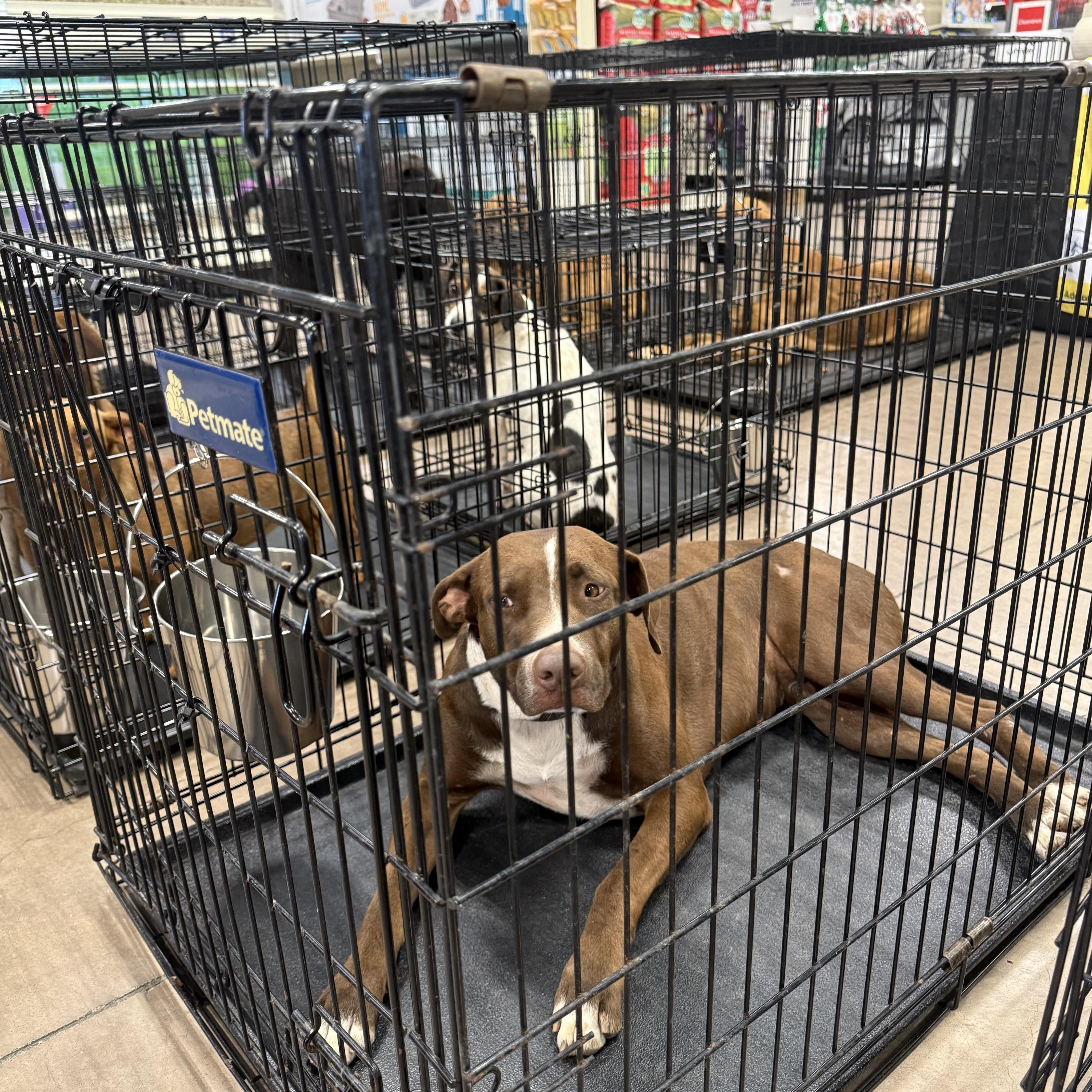 A young medium-sized female Brown / Chocolate Pointer dog named Browne for adoption in Bigfoot, TX