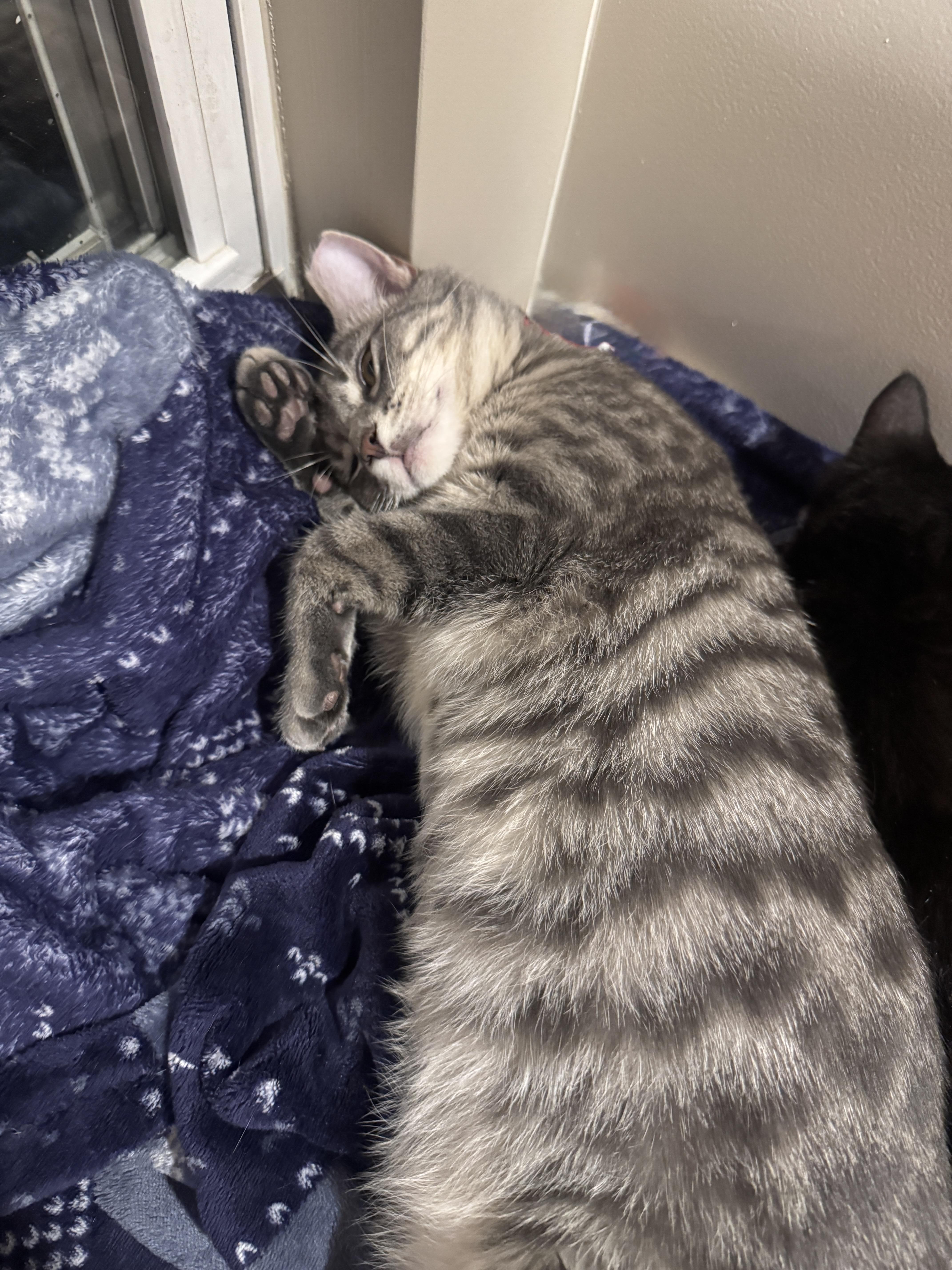 Clove   Months thumbnail 2