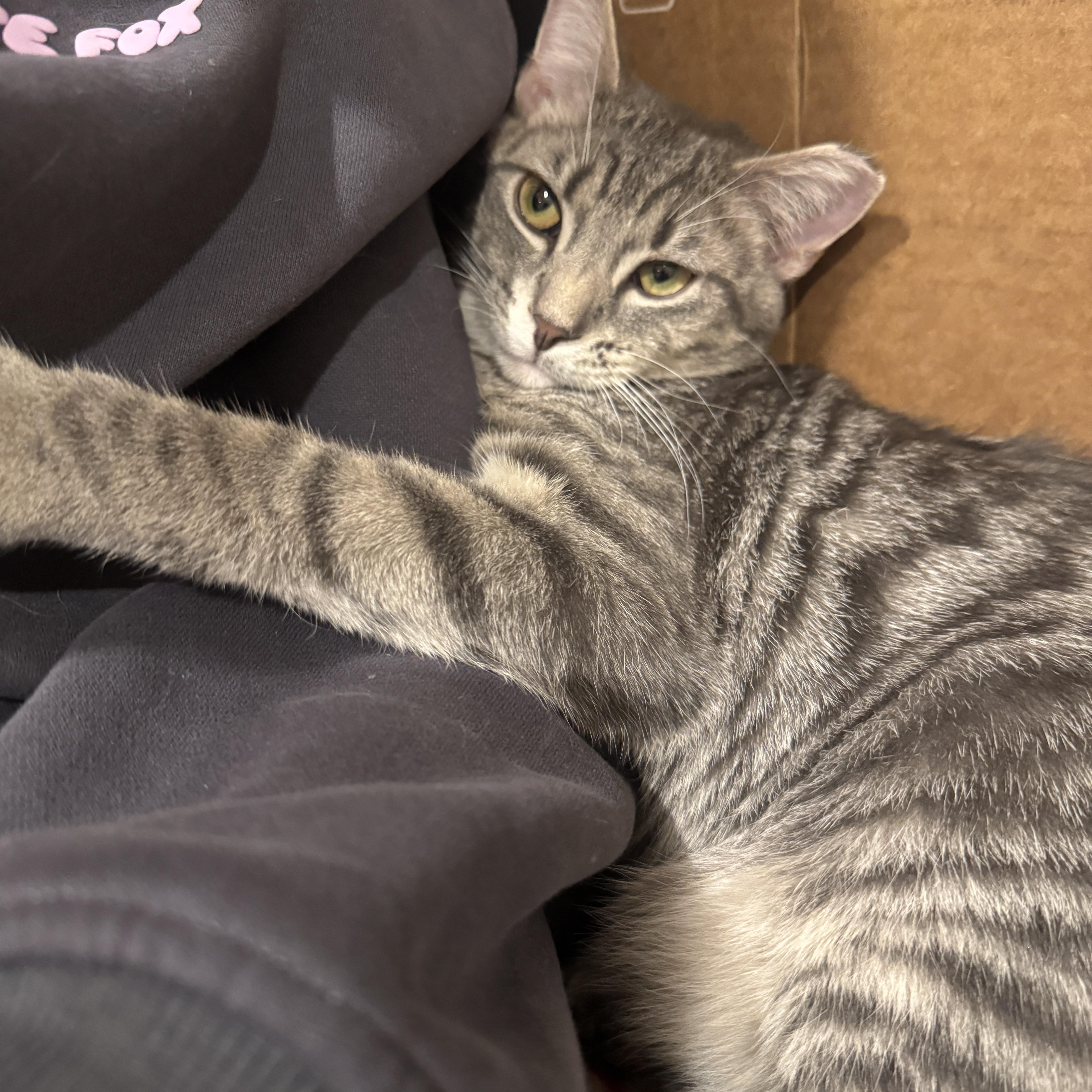 Clove   Months thumbnail 3