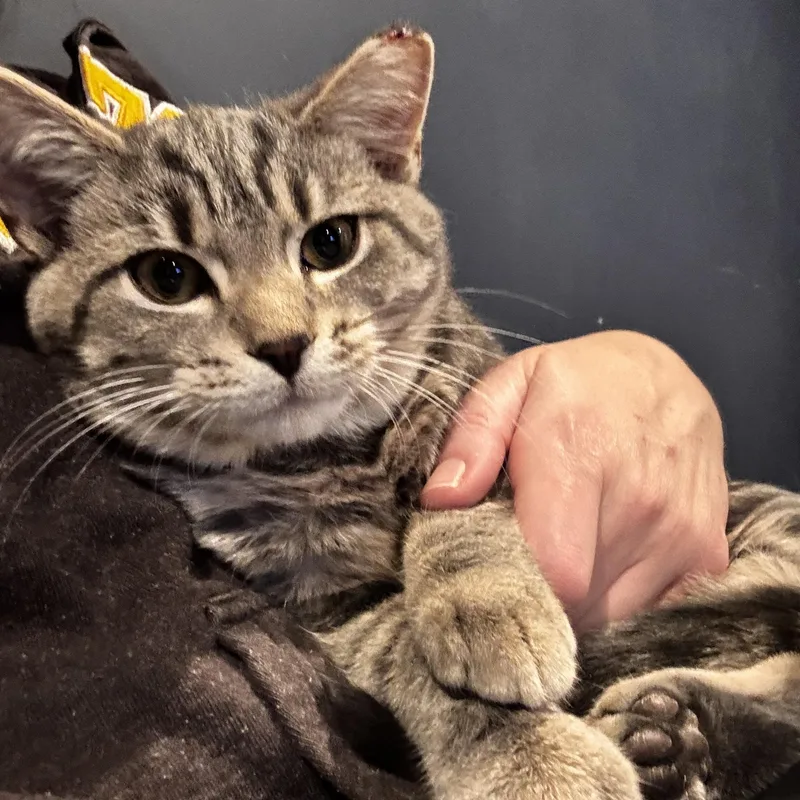 Clove   Months thumbnail 4