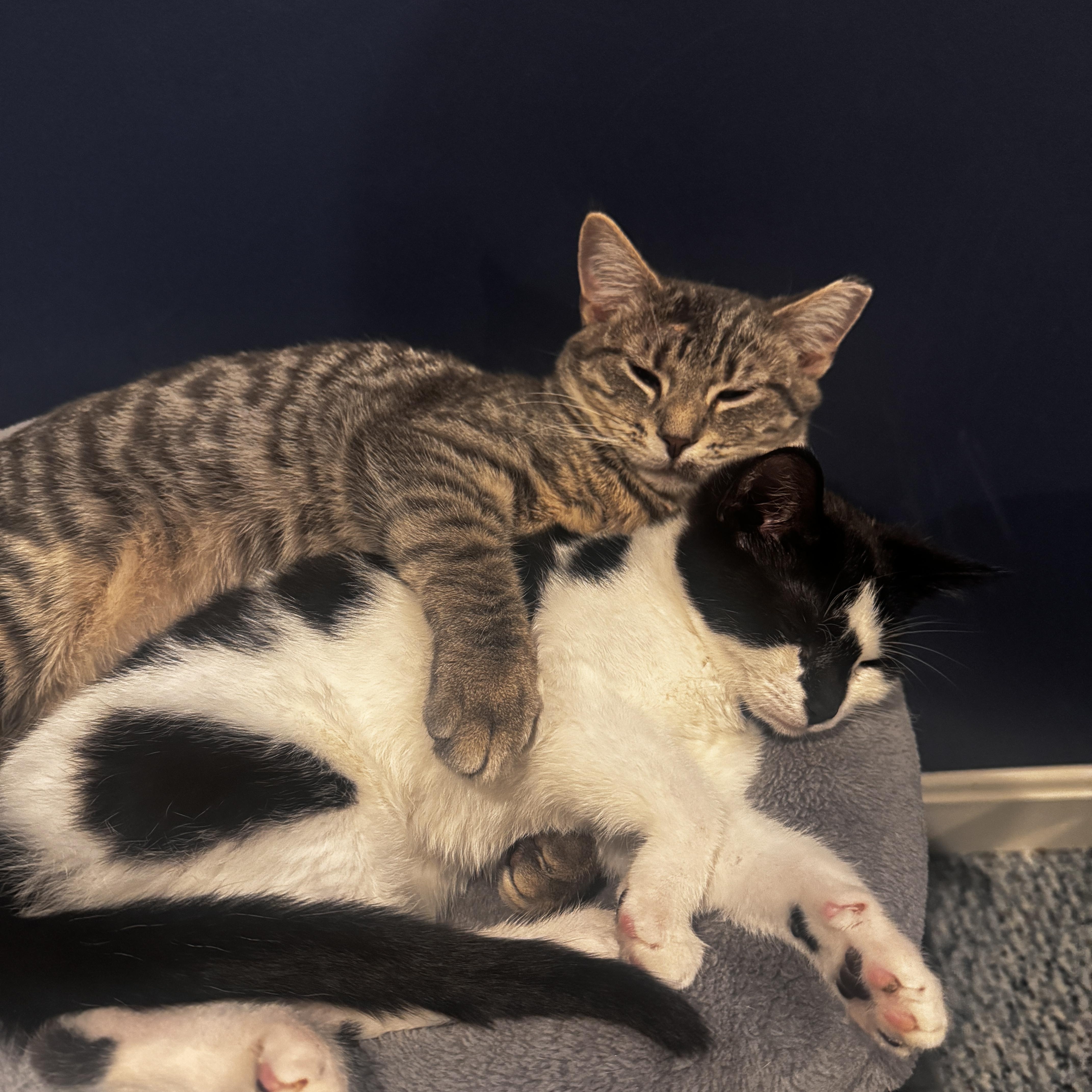 Clove   Months thumbnail 5