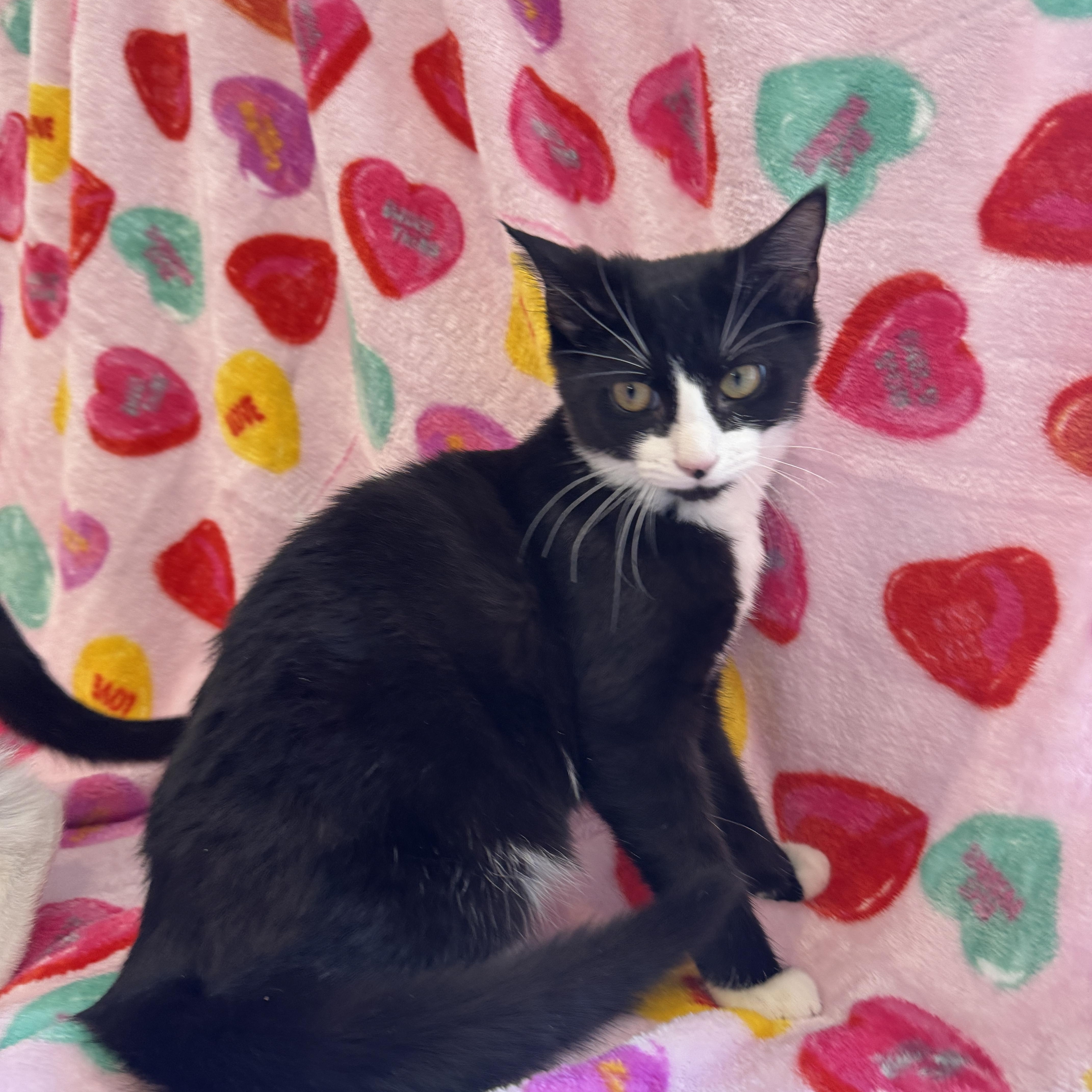 Marshmallow & Cocoa  thumbnail 2