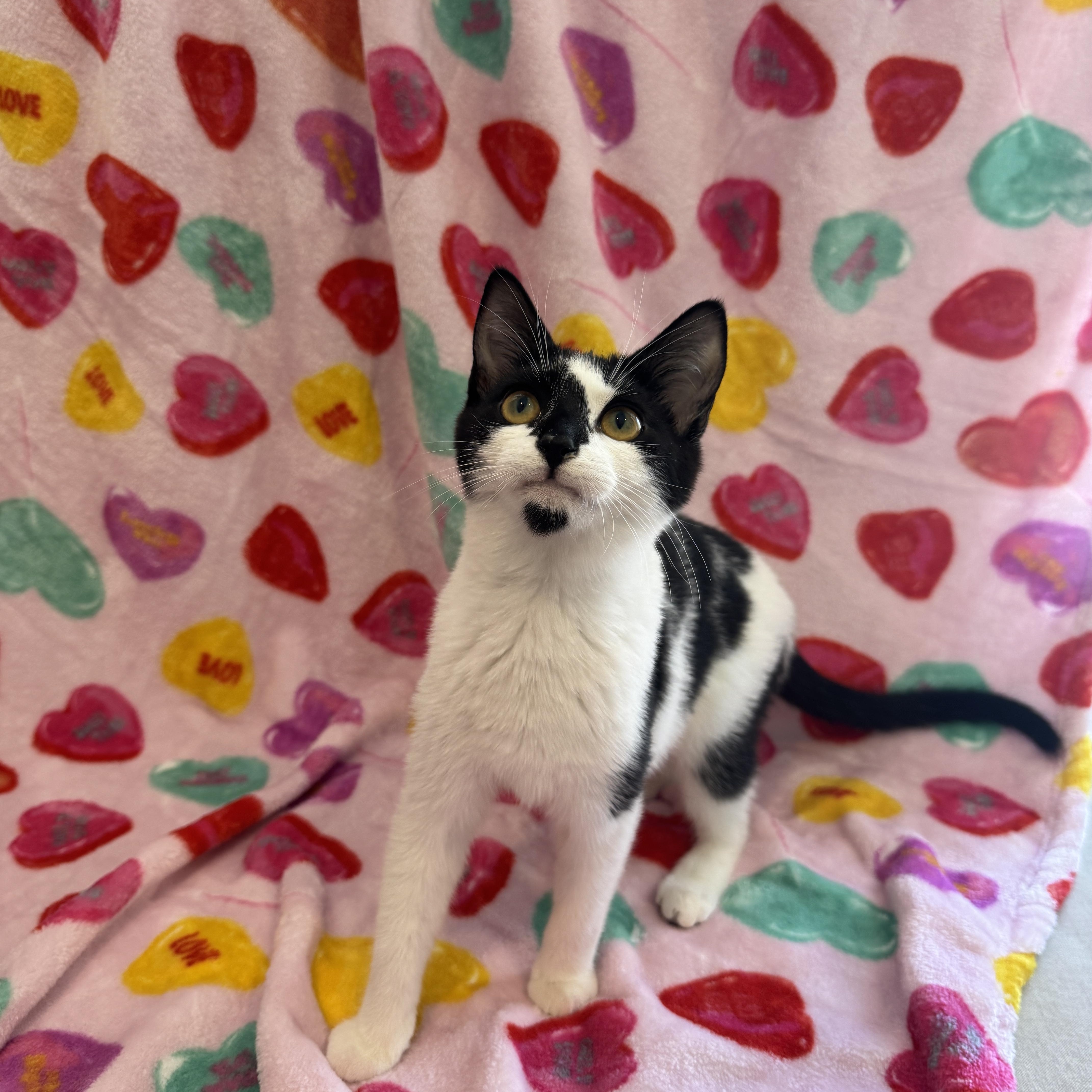 Marshmallow & Cocoa  thumbnail 6