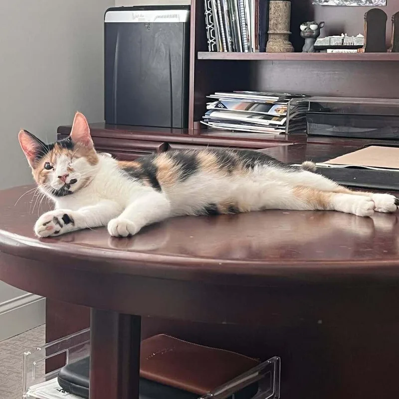 Capuchin thumbnail 2