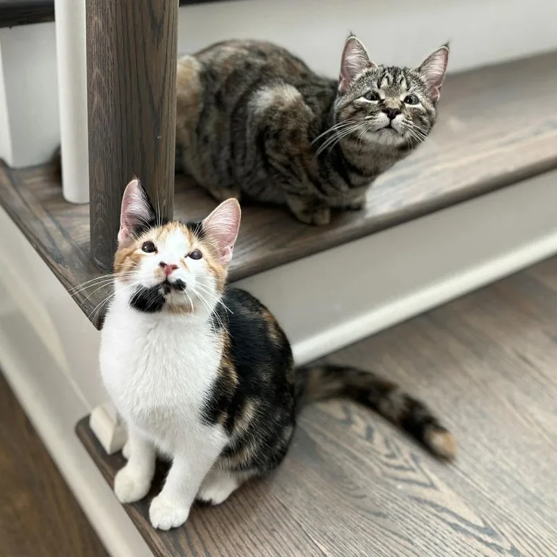 Capuchin thumbnail 3