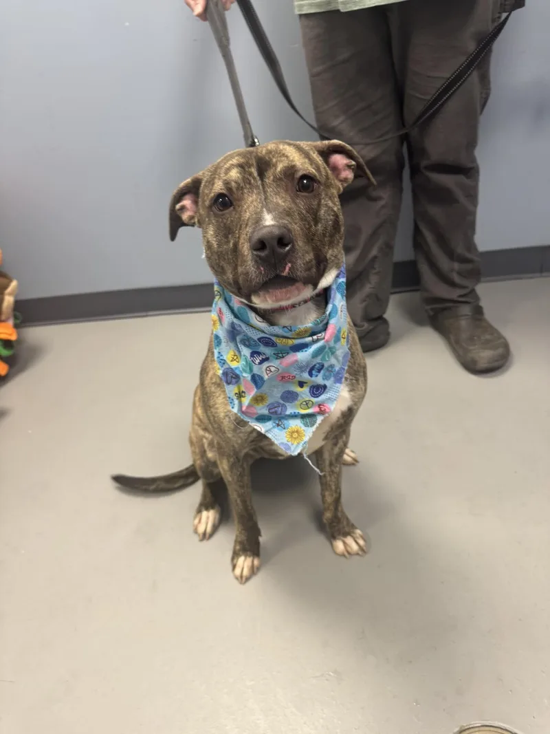 Felicity thumbnail 2