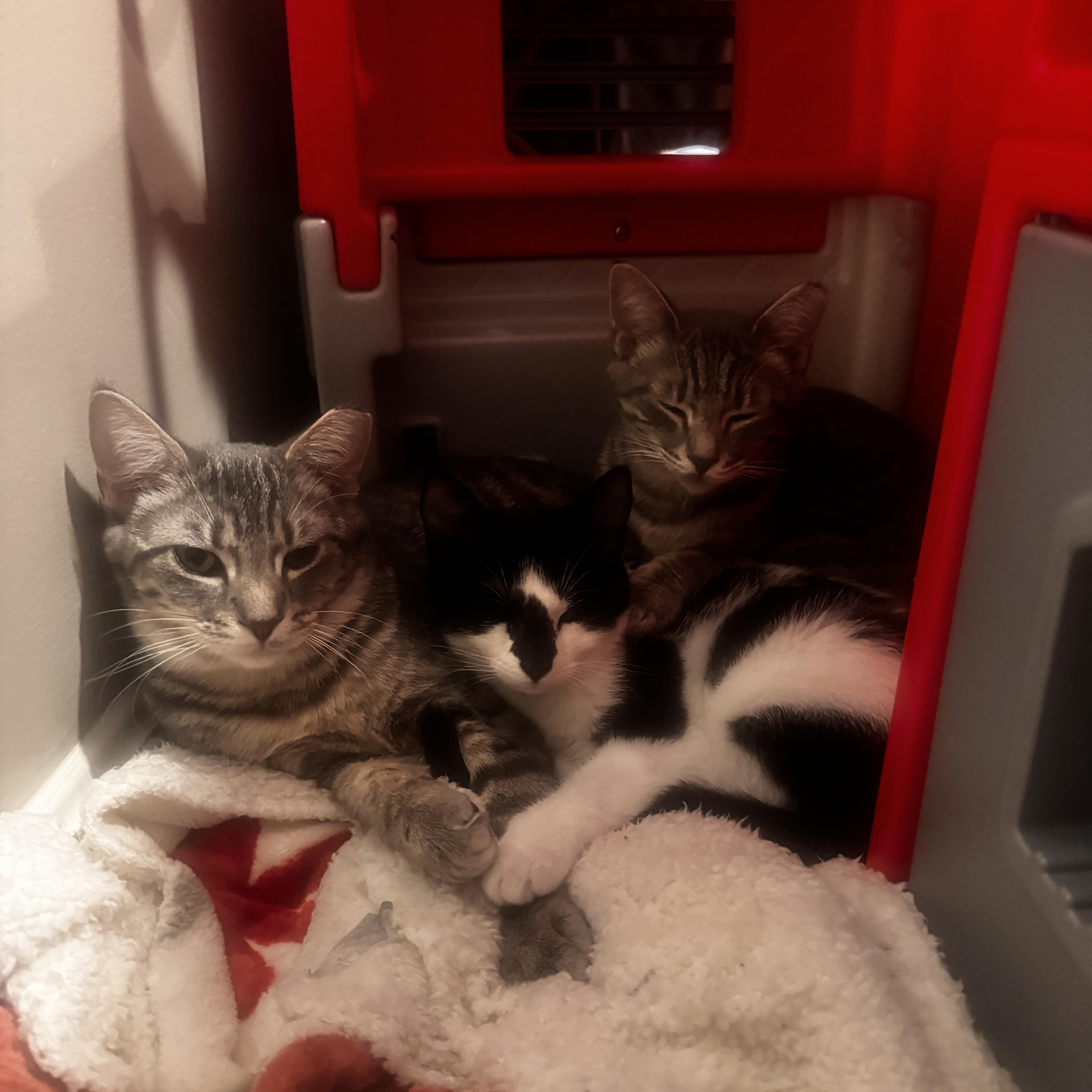 Ginger   Months thumbnail 3