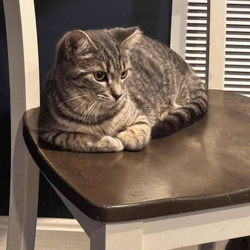 Ginger   Months thumbnail 5