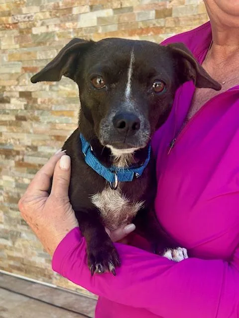 An adult small-sized female Brown / Chocolate Chiweenie dog named Sasha for adoption in Palm City, FL