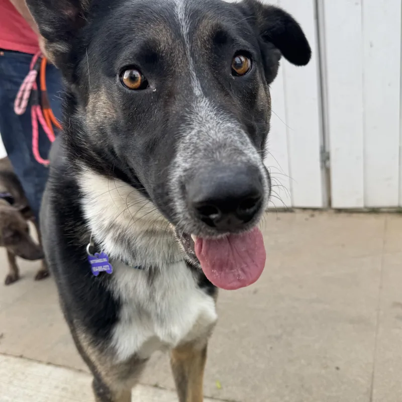 Thornton thumbnail 2