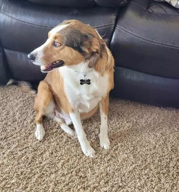 Comet Aka Hank thumbnail 2