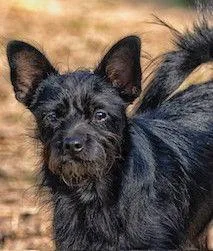 Nac's Kenny Tx thumbnail 2