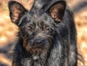 Nac's Kenny Tx thumbnail 3