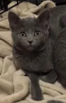 Potato Head thumbnail 2