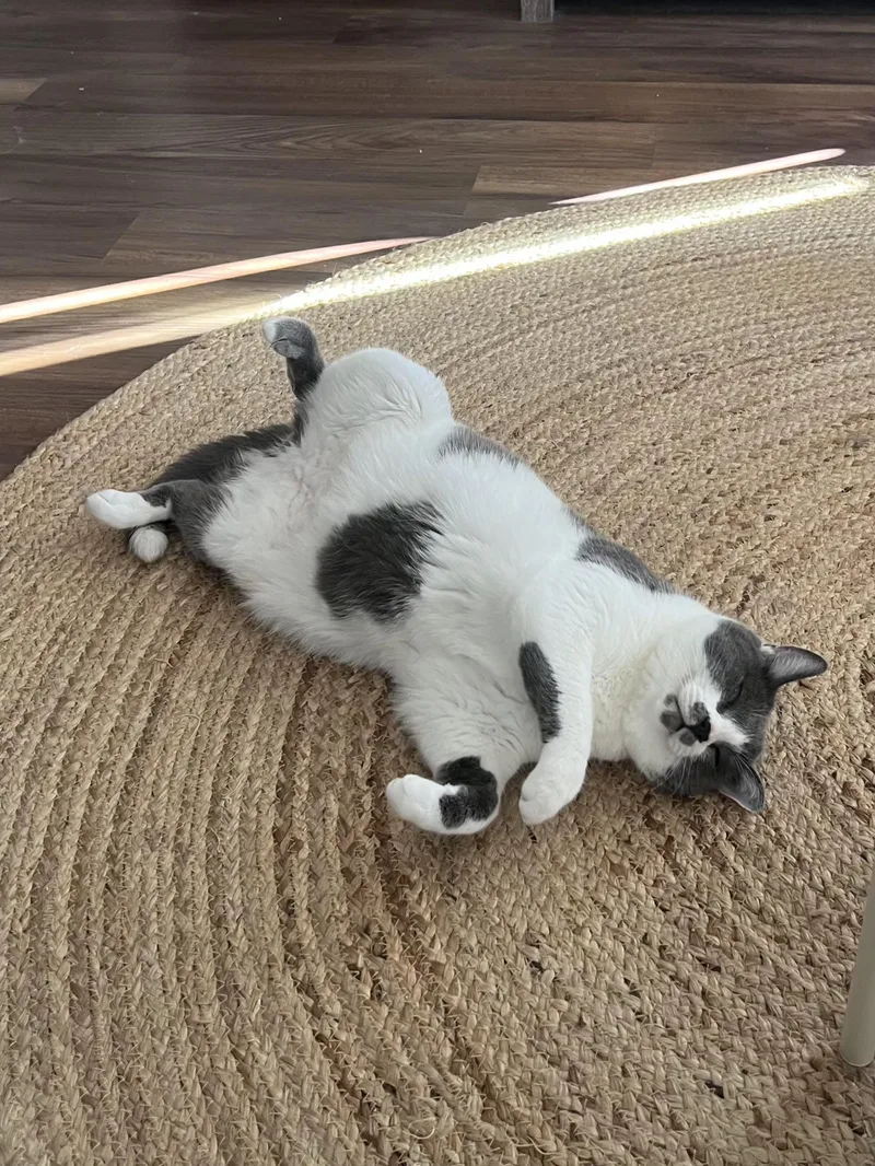 Churchill thumbnail 2