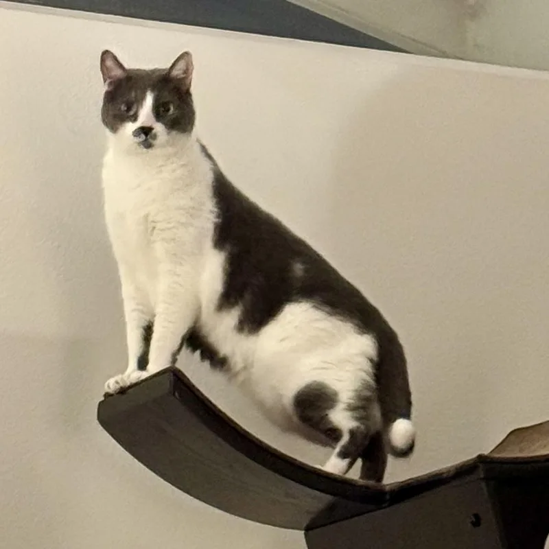 Churchill thumbnail 3