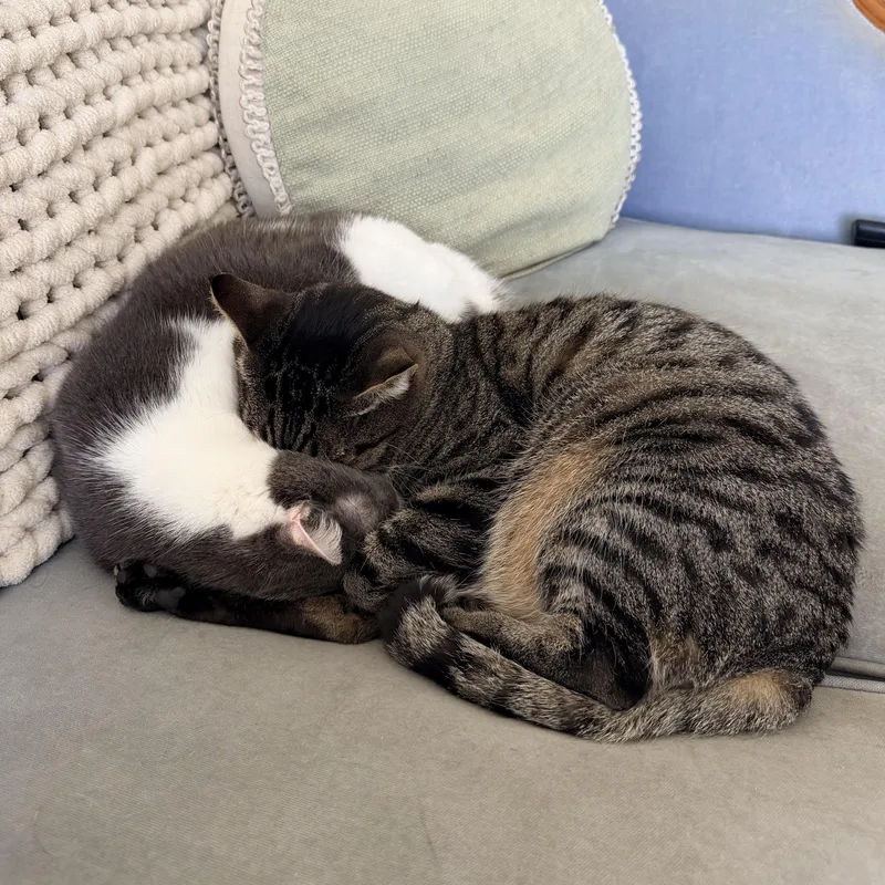 Churchill thumbnail 4