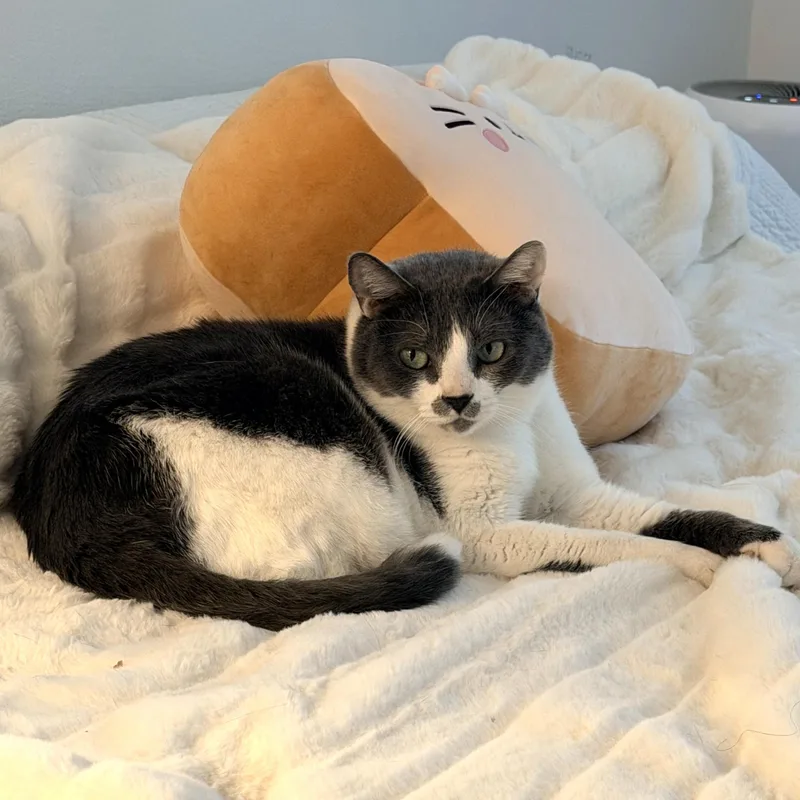 Churchill thumbnail 5