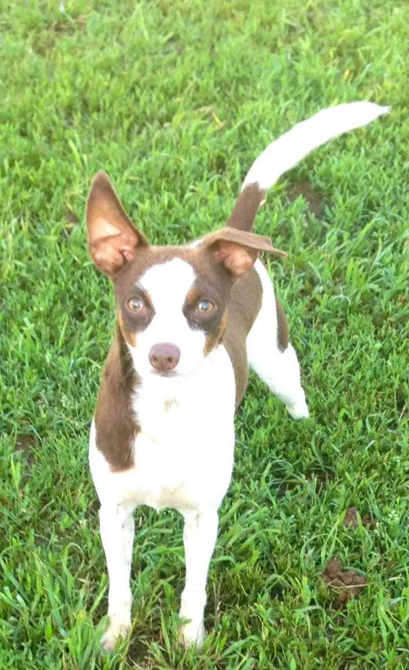 Sugar Sanctuary Dog thumbnail 2