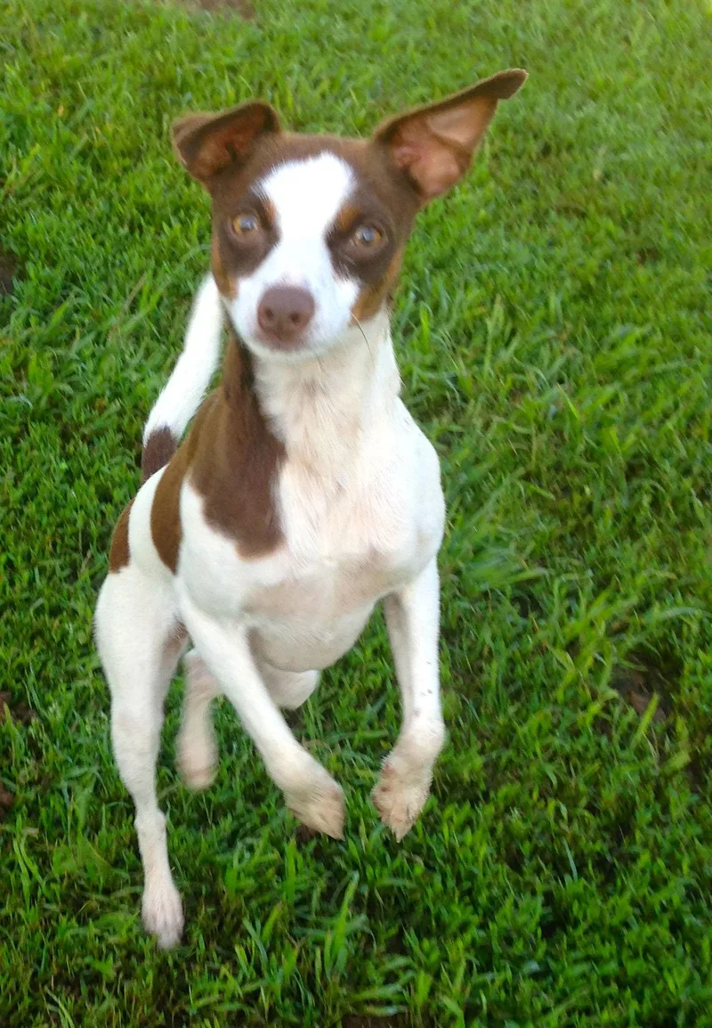 Sugar Sanctuary Dog thumbnail 3