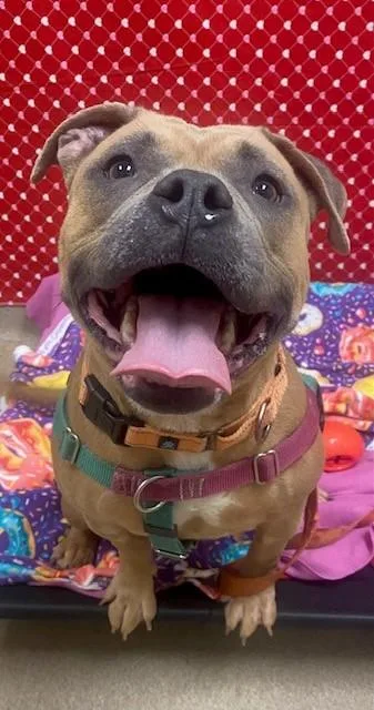 Puddinloves People! thumbnail 2