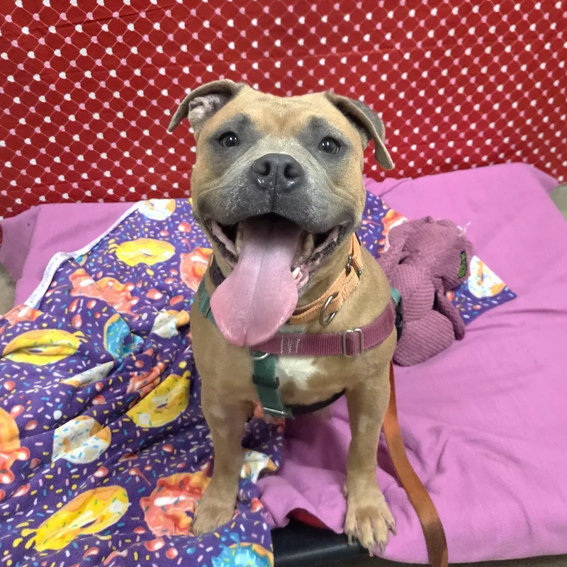 Puddinloves People! thumbnail 3