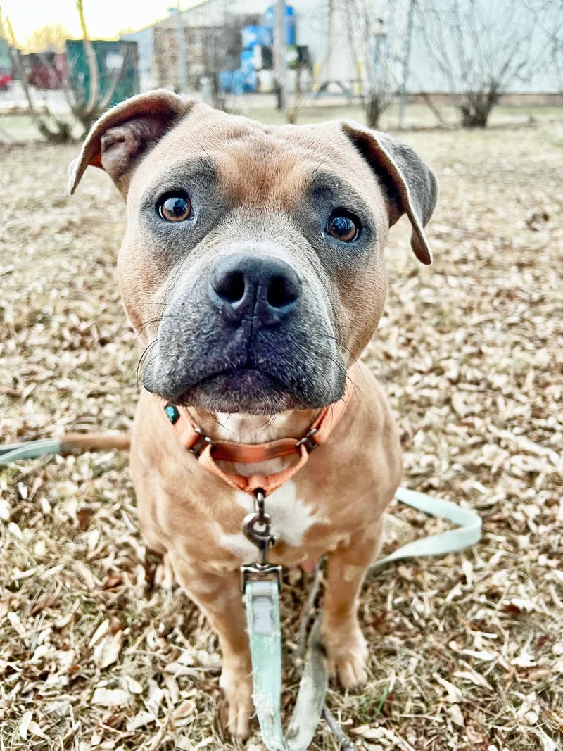 Puddinloves People! thumbnail 4