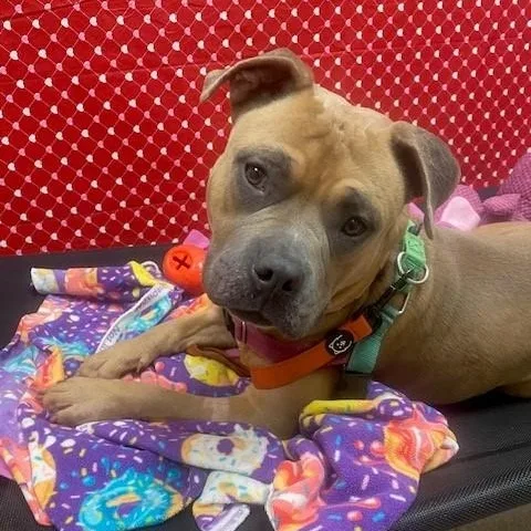 Puddinloves People! thumbnail 6