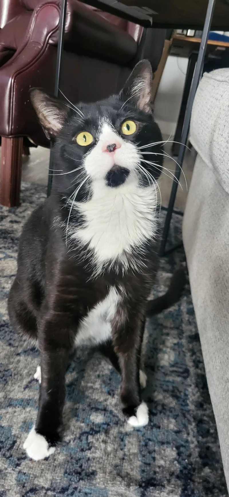 Tiny Tim thumbnail 2