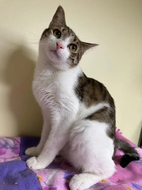 Maverick thumbnail 2