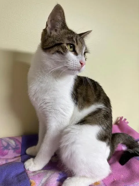 Maverick thumbnail 3