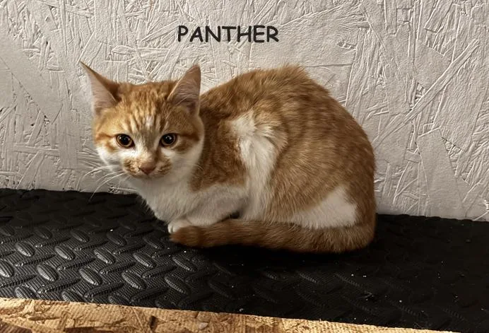 Panther Avo